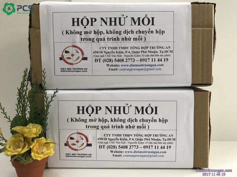 Phương pháp diệt mối tại nhà 